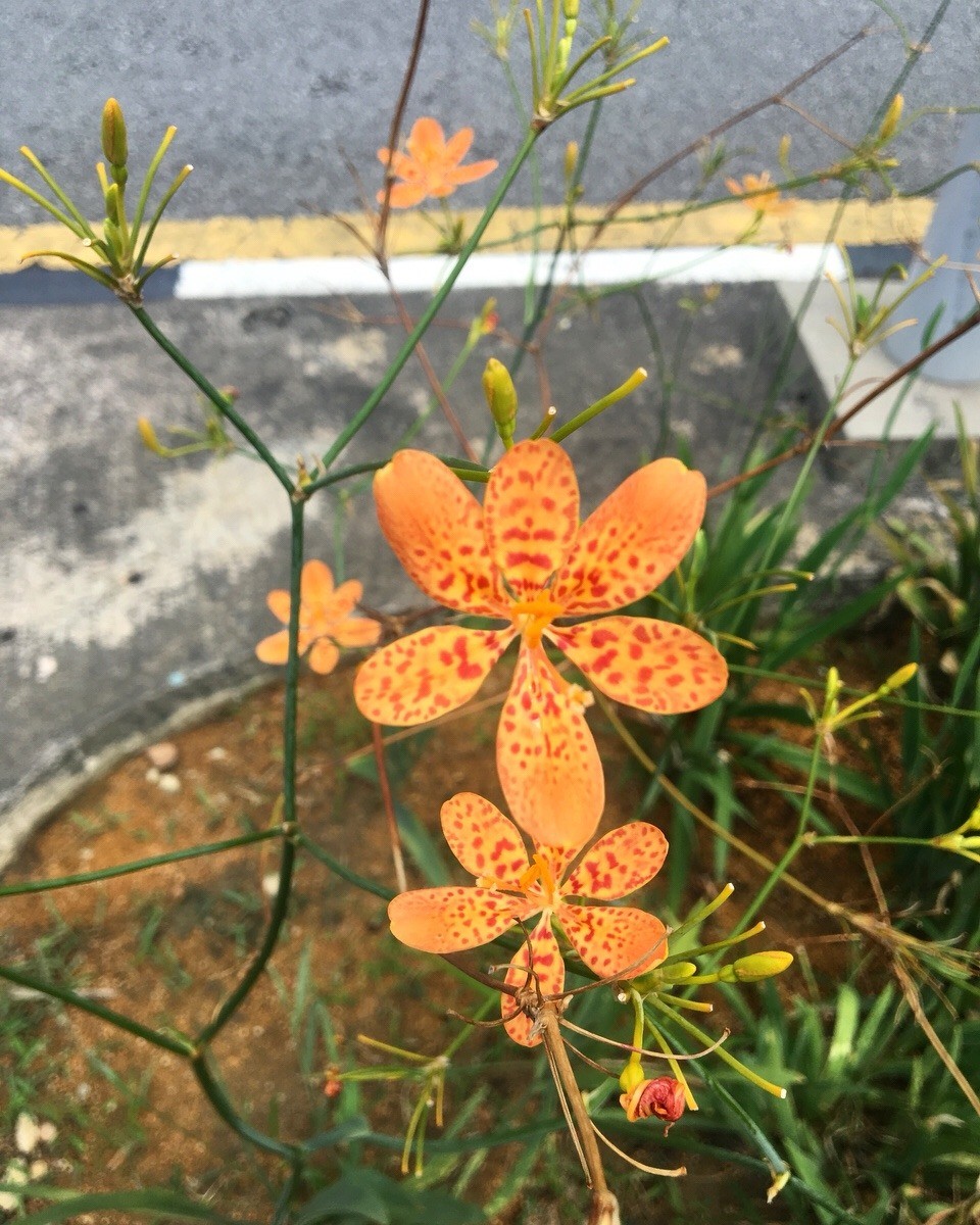 Malaysia - Kuala Lumpur - 