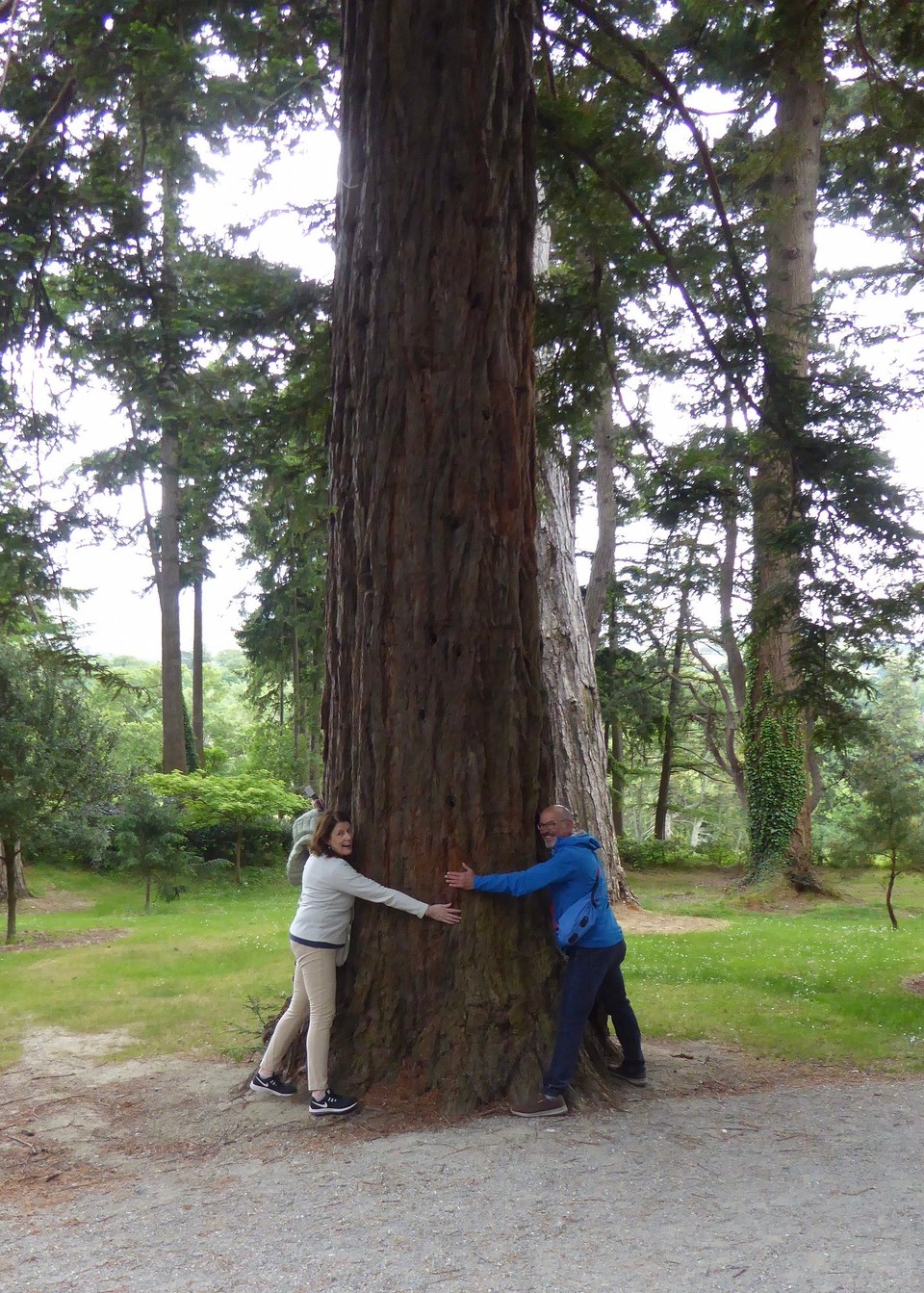 Ireland - Enniskerry - A line of Japanese Cedars was planted in 1864.