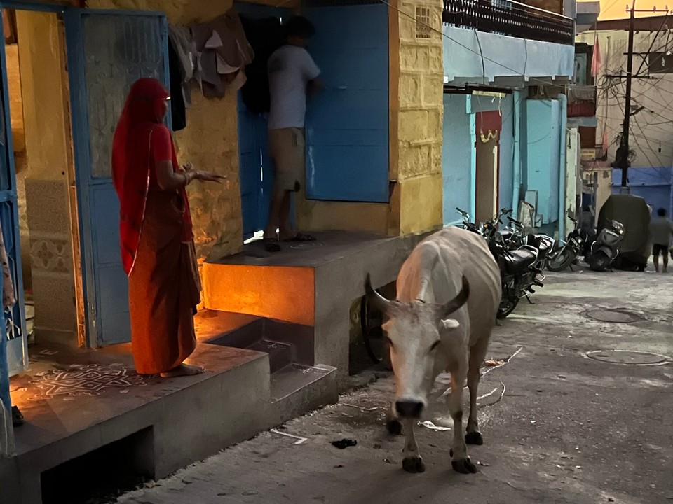 Indien - Jodhpur - Es ist noch fast Nacht, die heiligen Kühe ziehen durch die Stadt, von Haus zu Haus. Sie werden angebetet und bekommen etwas zu fressen und es wird der Schwanz der Kuh geschüttelt, das bringt offenbar Glück.