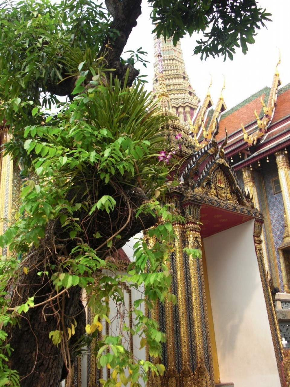 Thailand - Bangkok - 