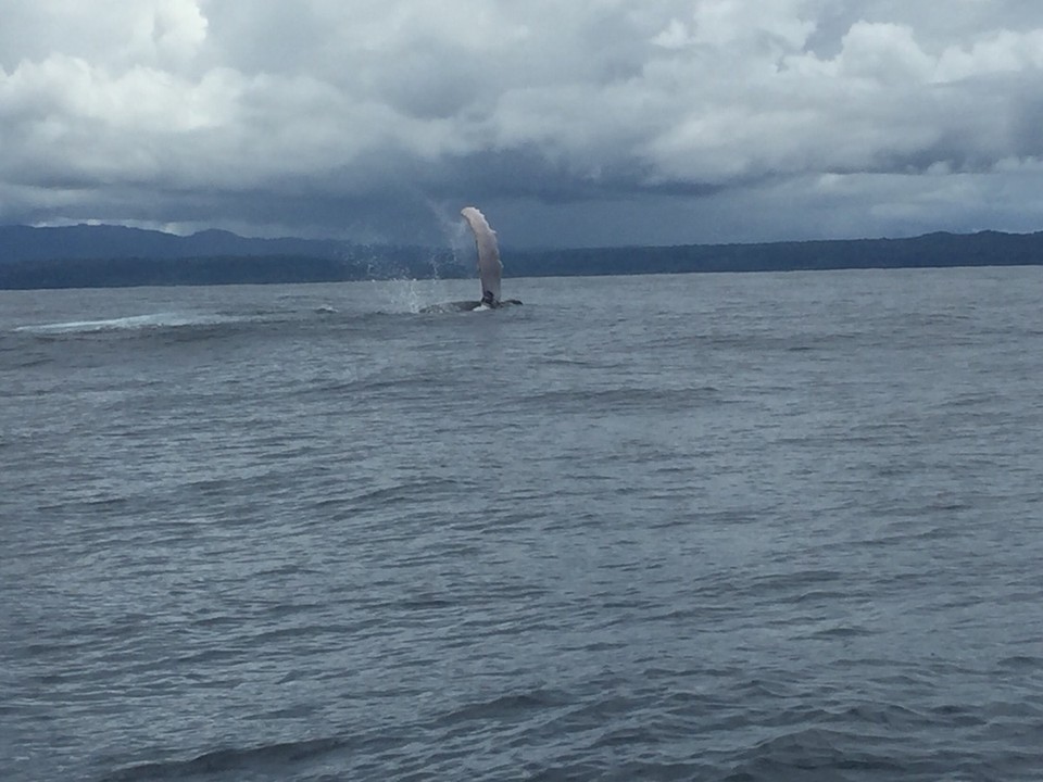 Costa Rica - Osa - 