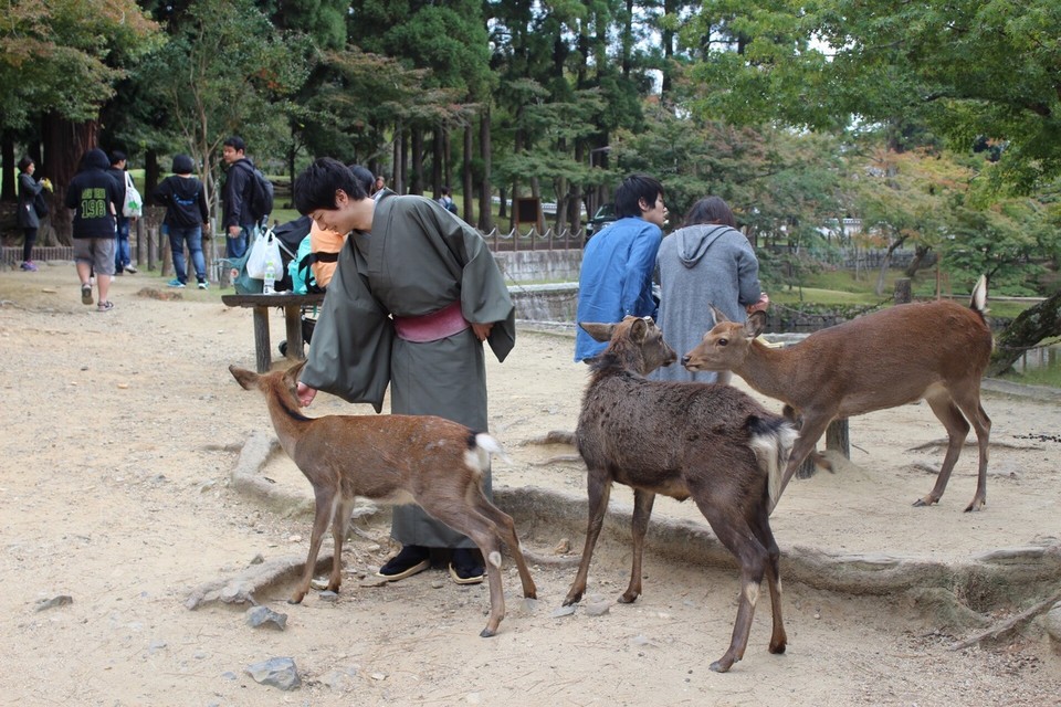 Japón - Nara - 