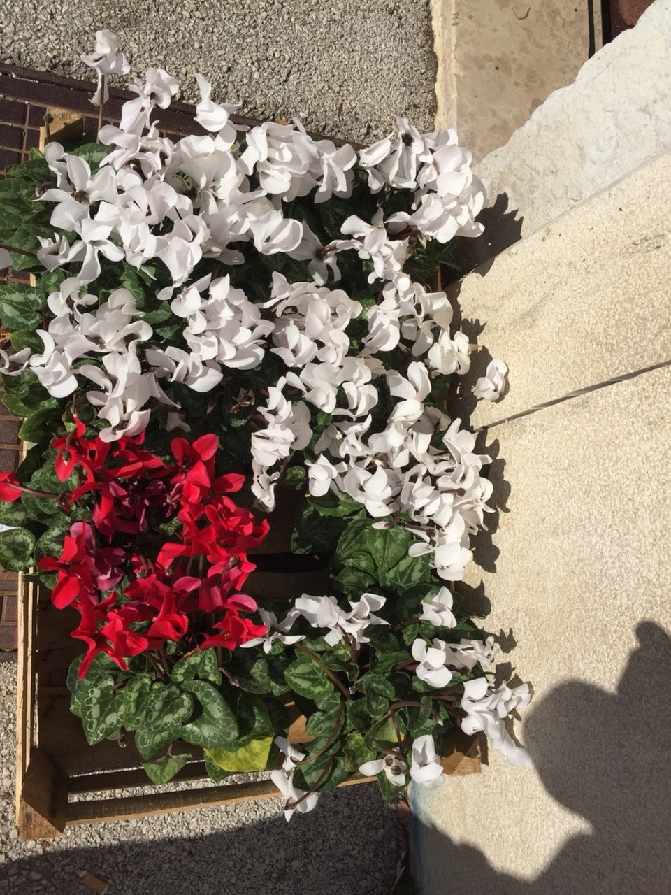 Kroatien - Pazin -  Im Blumenladen 