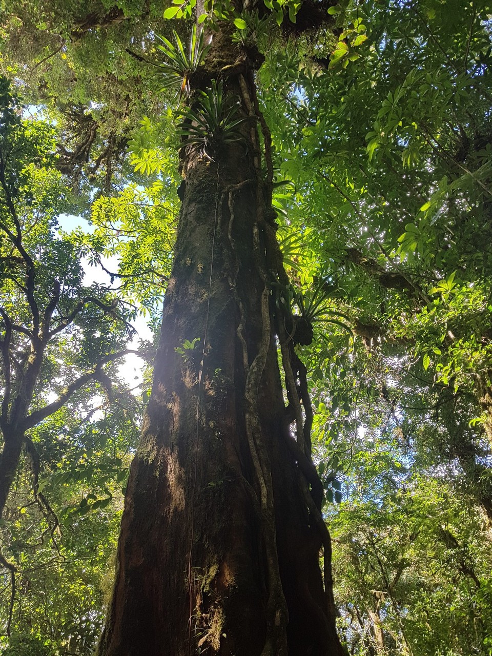 Costa Rica - unbekannt - Un arbol en la Monteverde cloudforest reserve