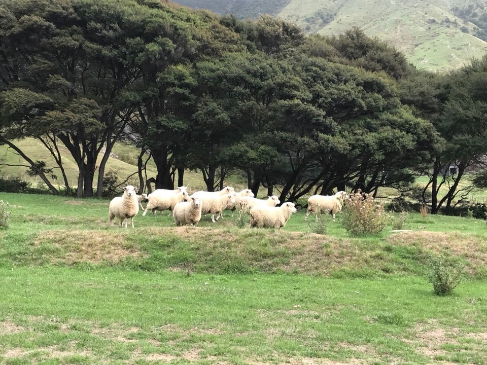 Neuseeland - Titirangi - Unsere Nachbarn noch nicht geschoren