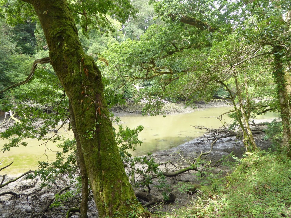 United Kingdom - Helston - Our walk through ancient woodland took in Frenchman’s Creek, with its moody, green water. 
