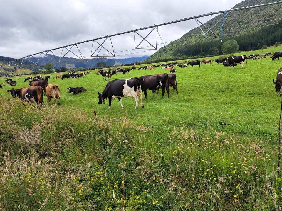 Neuseeland - Havelock - 