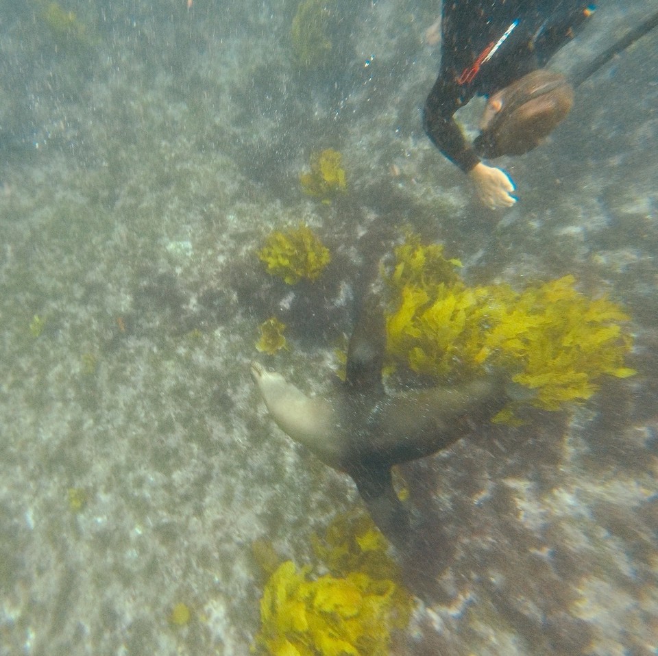 Australia - Montague Island - 