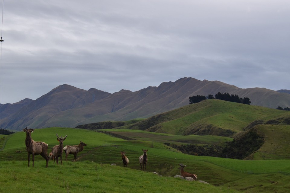 Neuseeland - Kyeburn - Auch hier die Landschaft ein Traum voller Abwechslung.