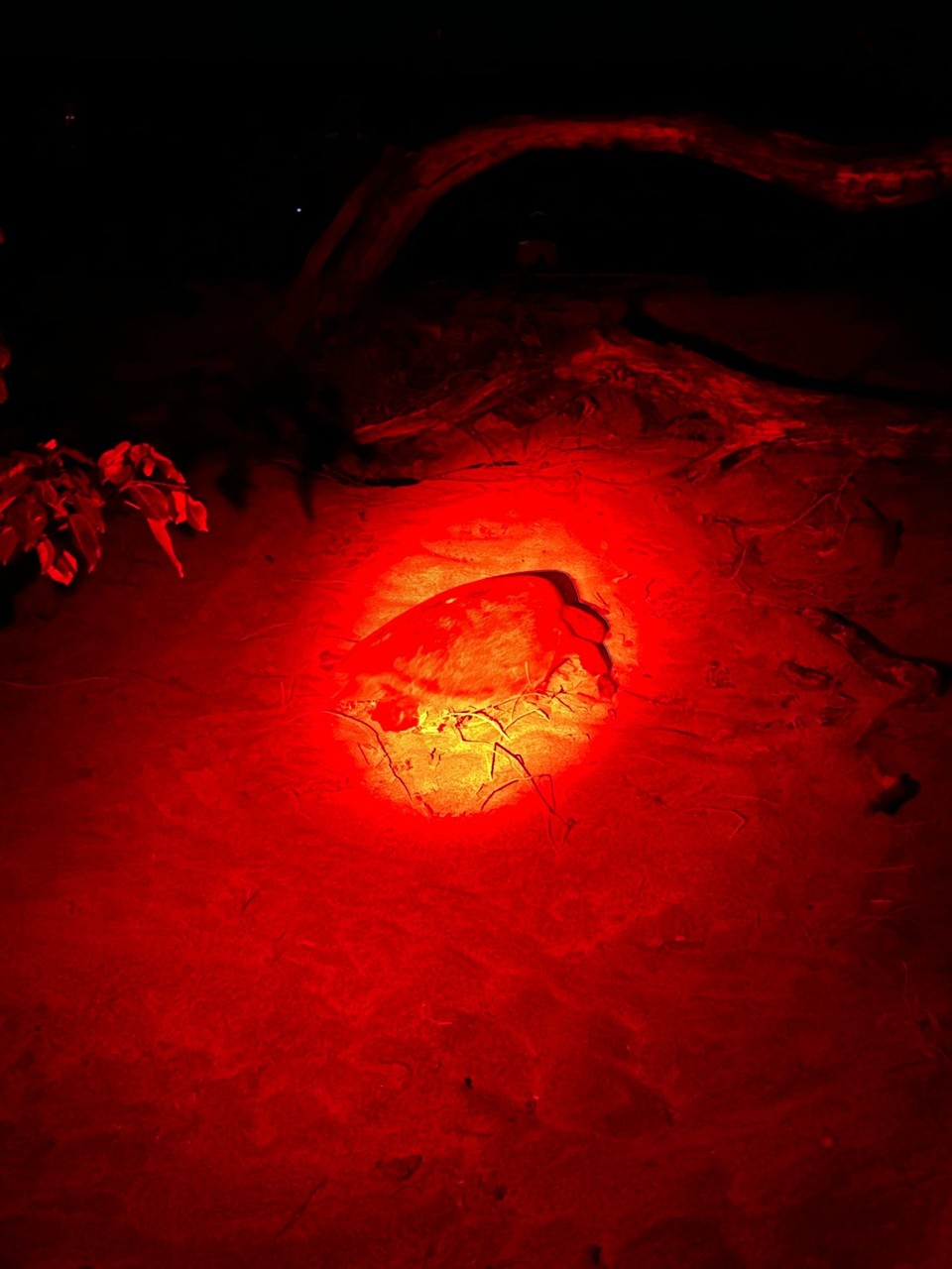 Costa Rica - Playa Grande - 