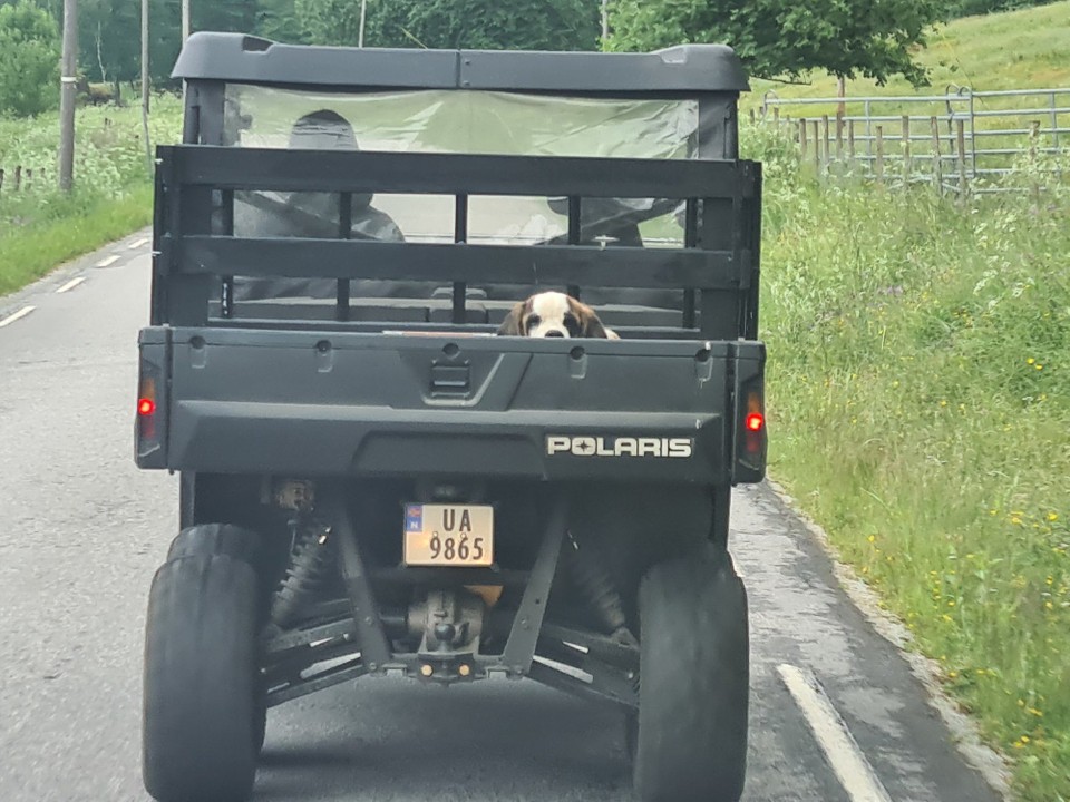 Norwegen - Skåbu - ...so werden in Norwegen  Hunde transportiert 