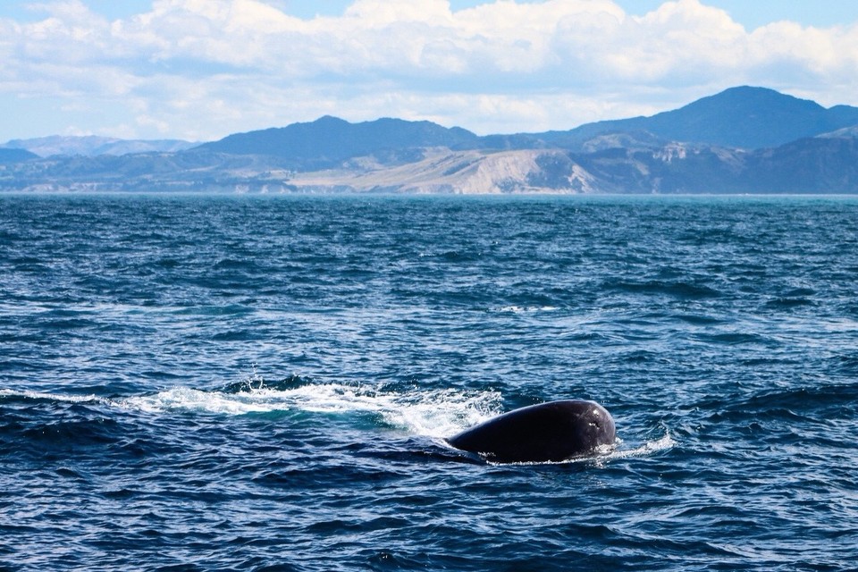 Neuseeland - Kaikoura Peninsula - 