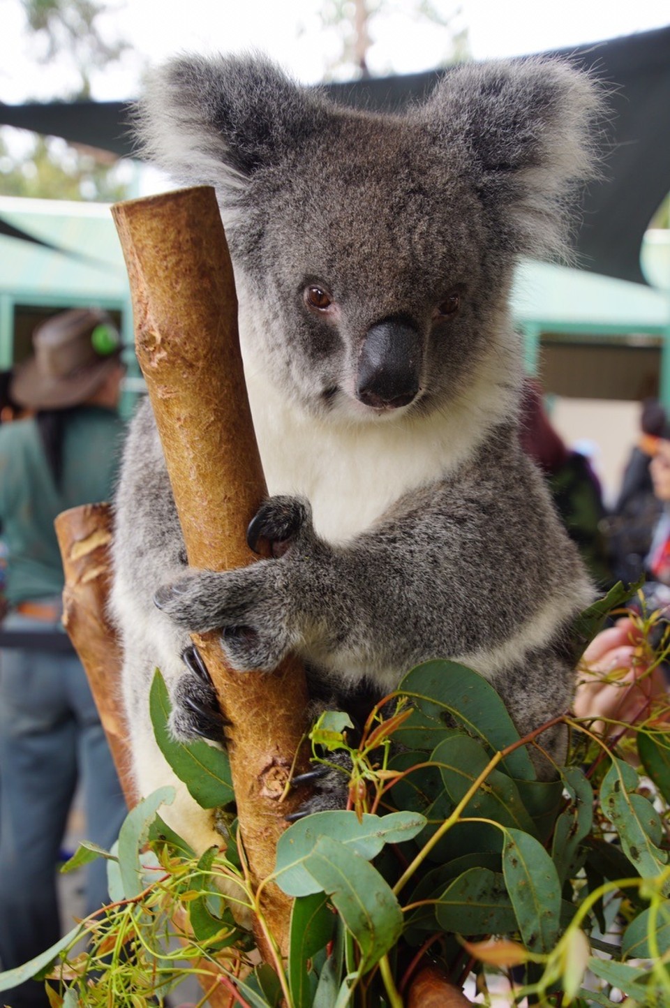 Australien - Perth - Und sooo weich 😍😍