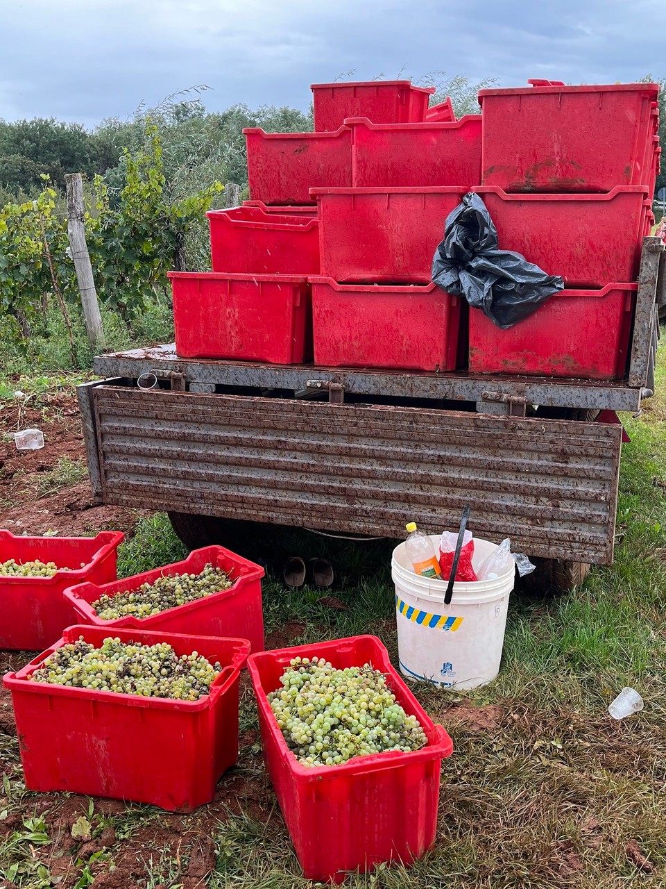 Kroatien - Grožnjan - Weinlese