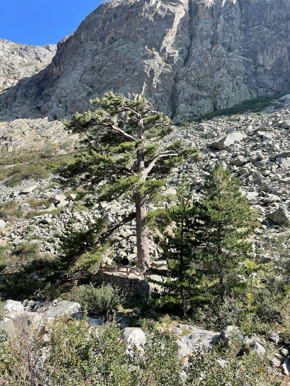 Frankreich - Corte - Korsische Schwarzkiefer