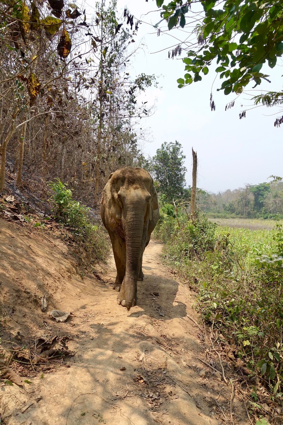 Laos - Luang Prabang - 
