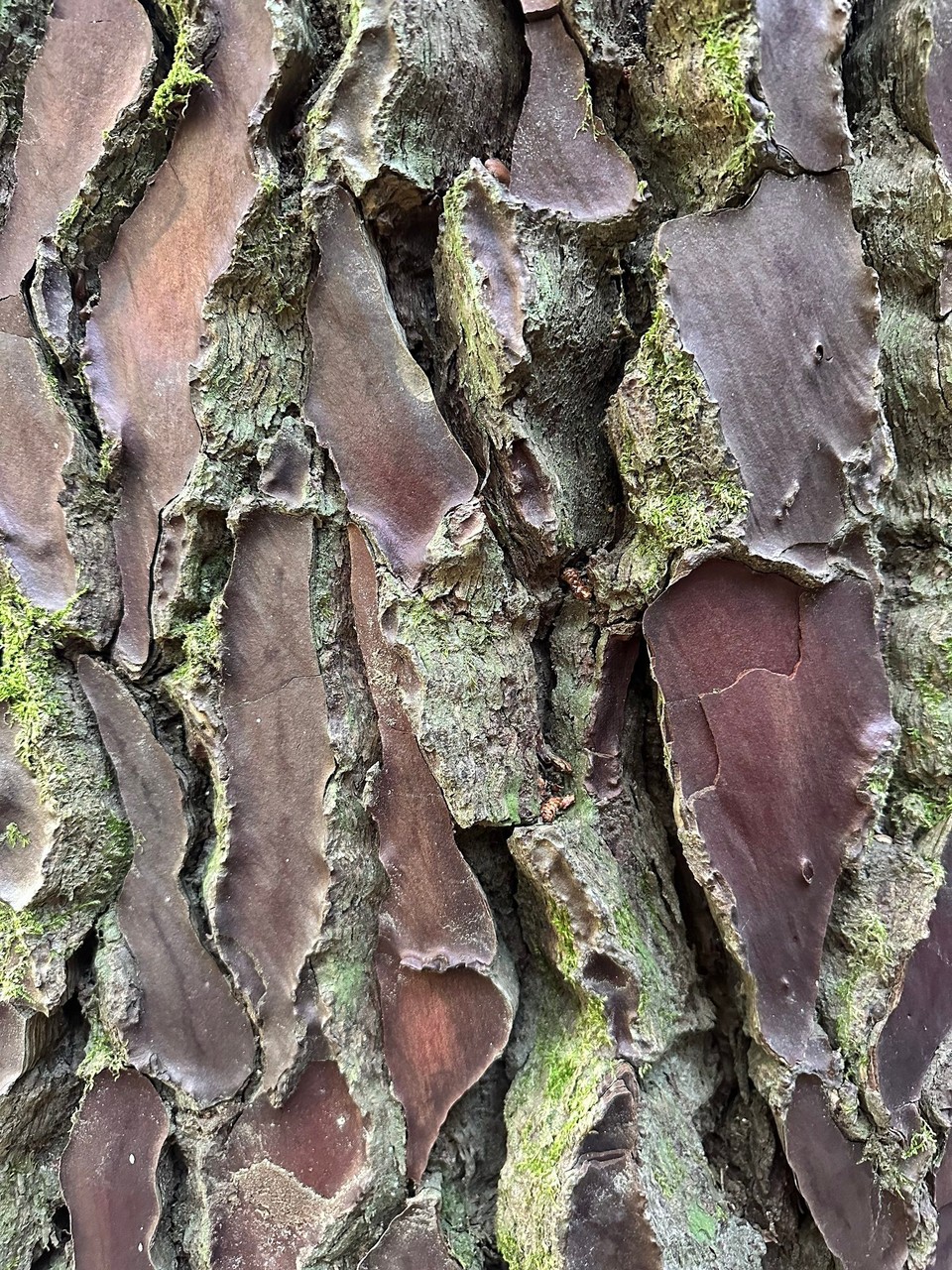 Frankreich - Quenza - 