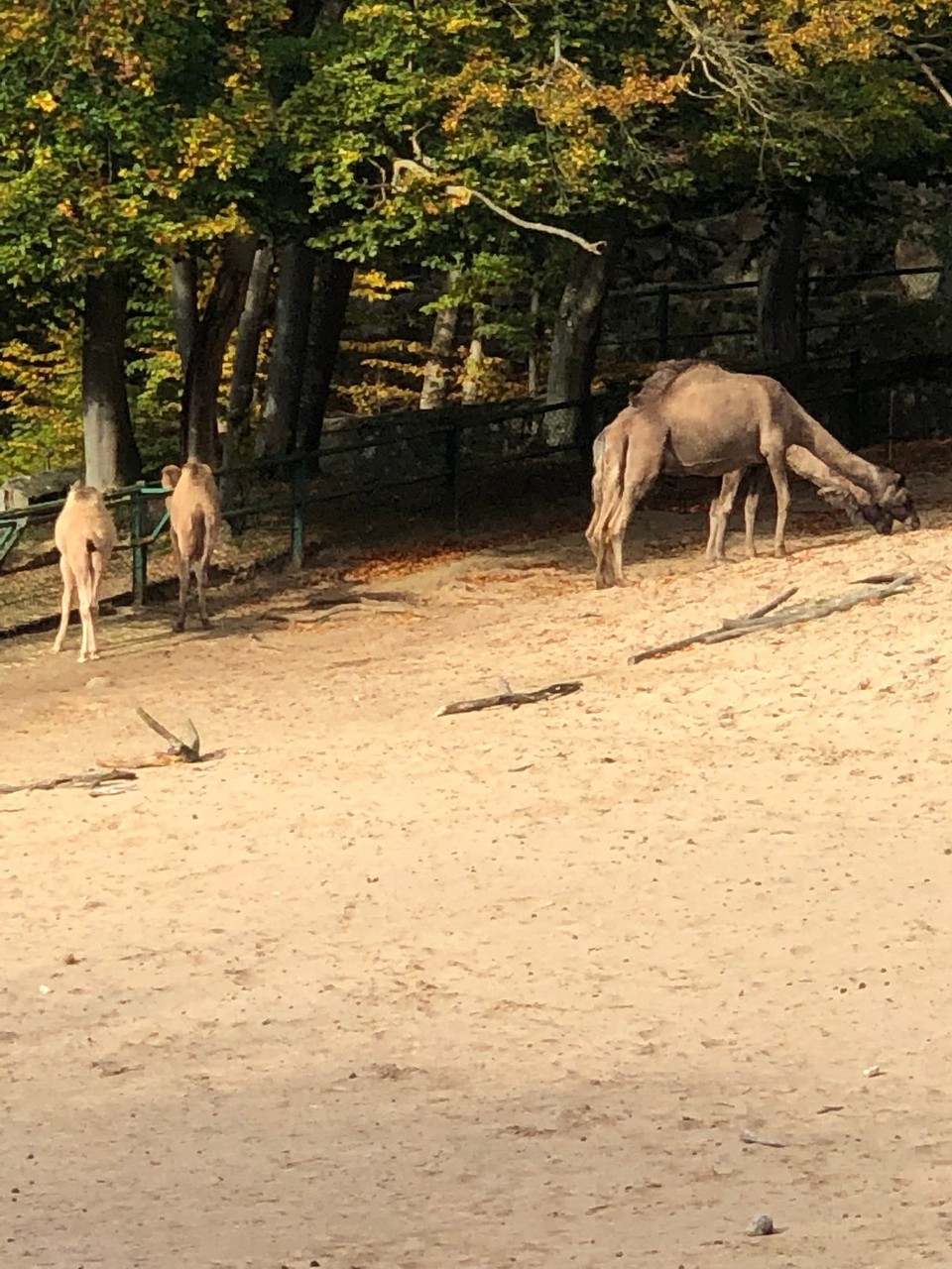 Poland - Gdańsk - Dromedary