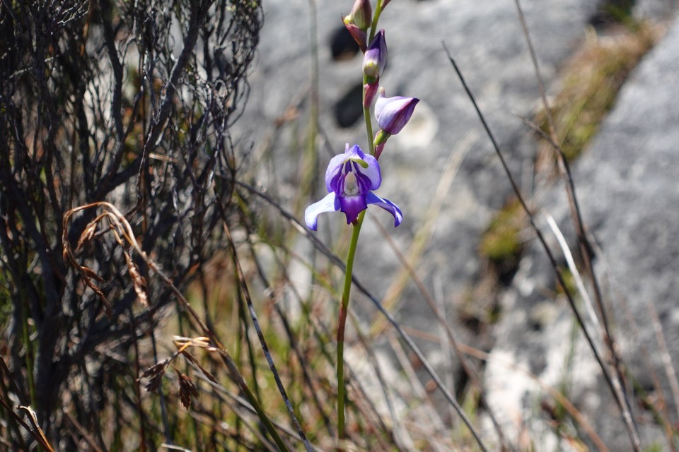 Südafrika - Kapstadt - Grassdisa
