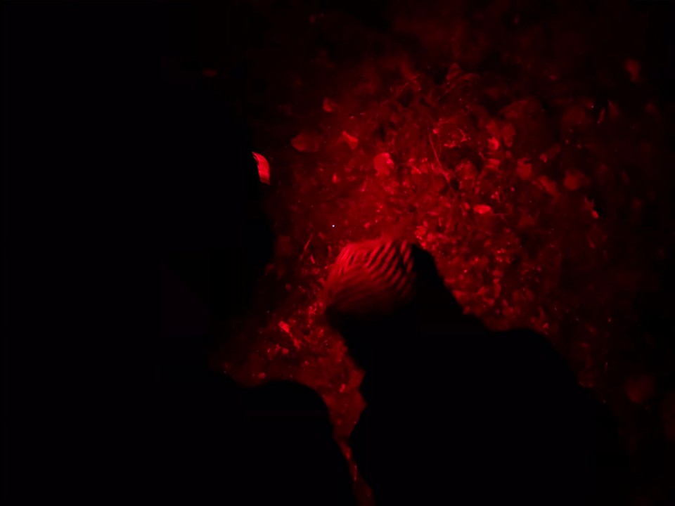 Neuseeland - Fox Glacier - Wir bleiben länger auf und machen uns gegen 22.00 auf zum Minnehaha Walk. 
Die Glowworms leuchten und der Spaziergang ist sehr schön. Hier Nicolas vor einem einzelnen leuchtenden Punkt.