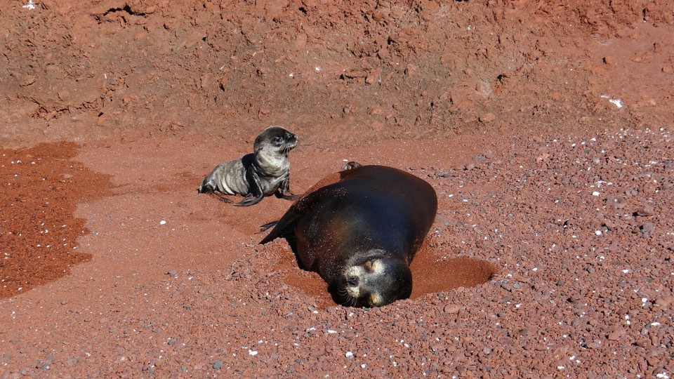 Ecuador - Rabida Island - Brand new pup and injured mum