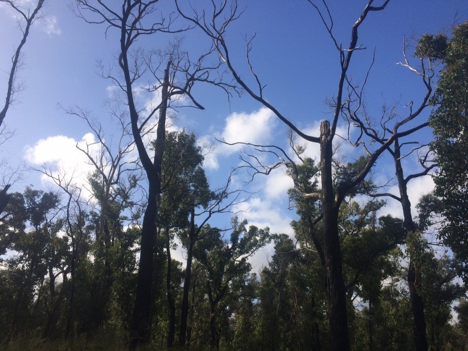 Australia -  - Not all trees have come alive again after the bushfire. 