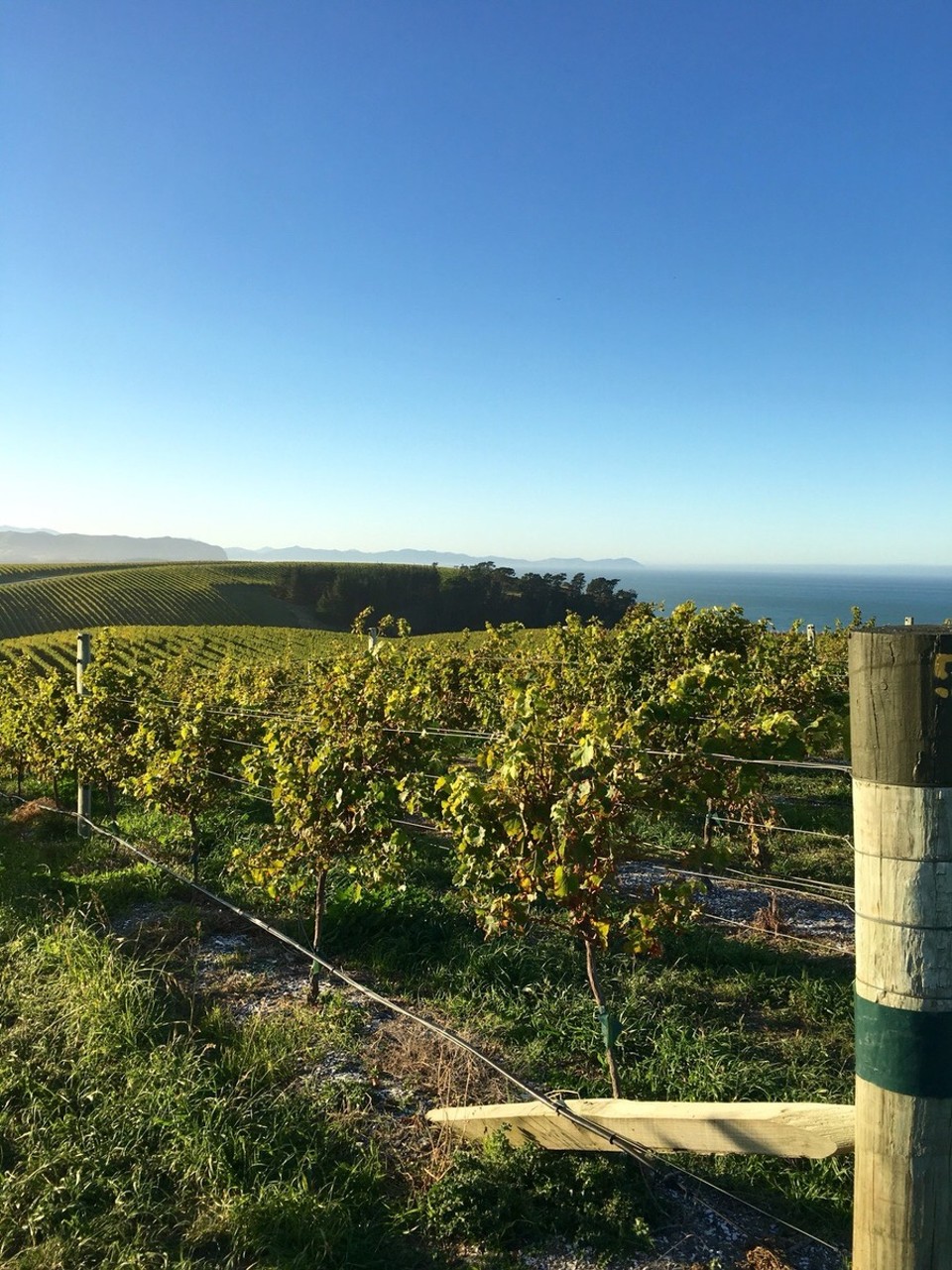 New Zealand - Kaikoura - 