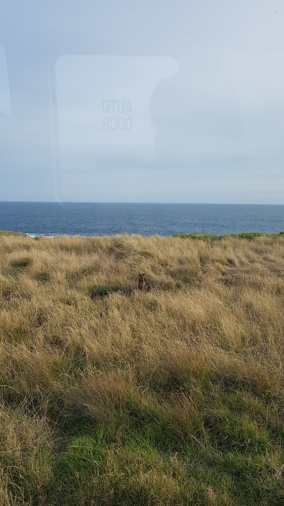 Australien - Phillip Island - Und natürlich trifft man auch viele in freier Wildbahn an.