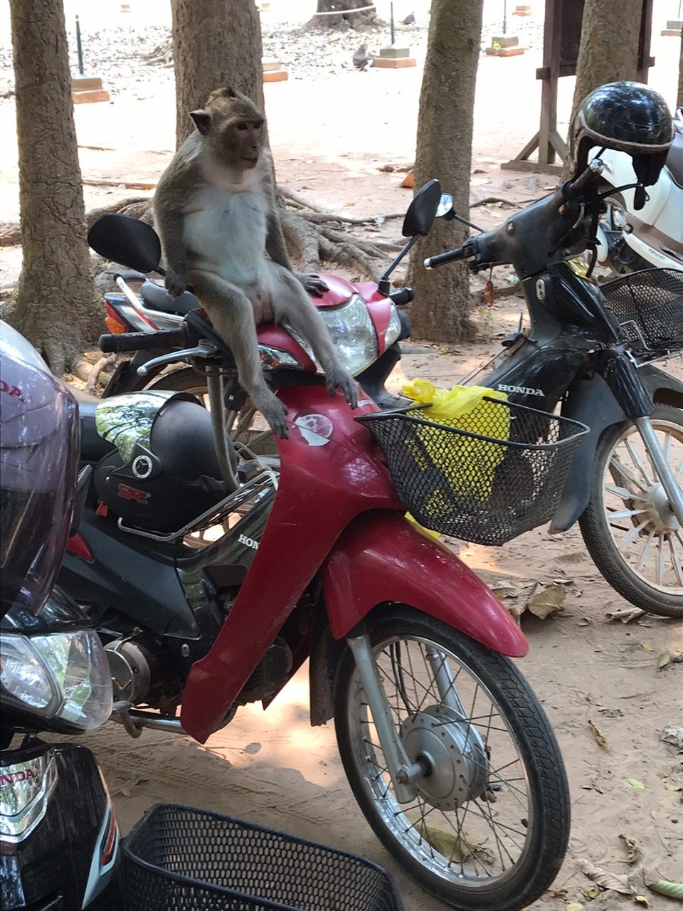 Cambodia -  - Just waiting for my driver...