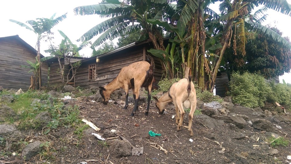Demokratische Republik Kongo - Goma - 