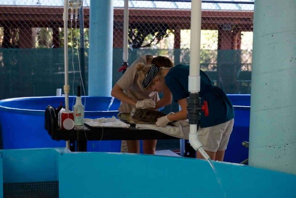  - Gumbo Limbo Nature Center - 