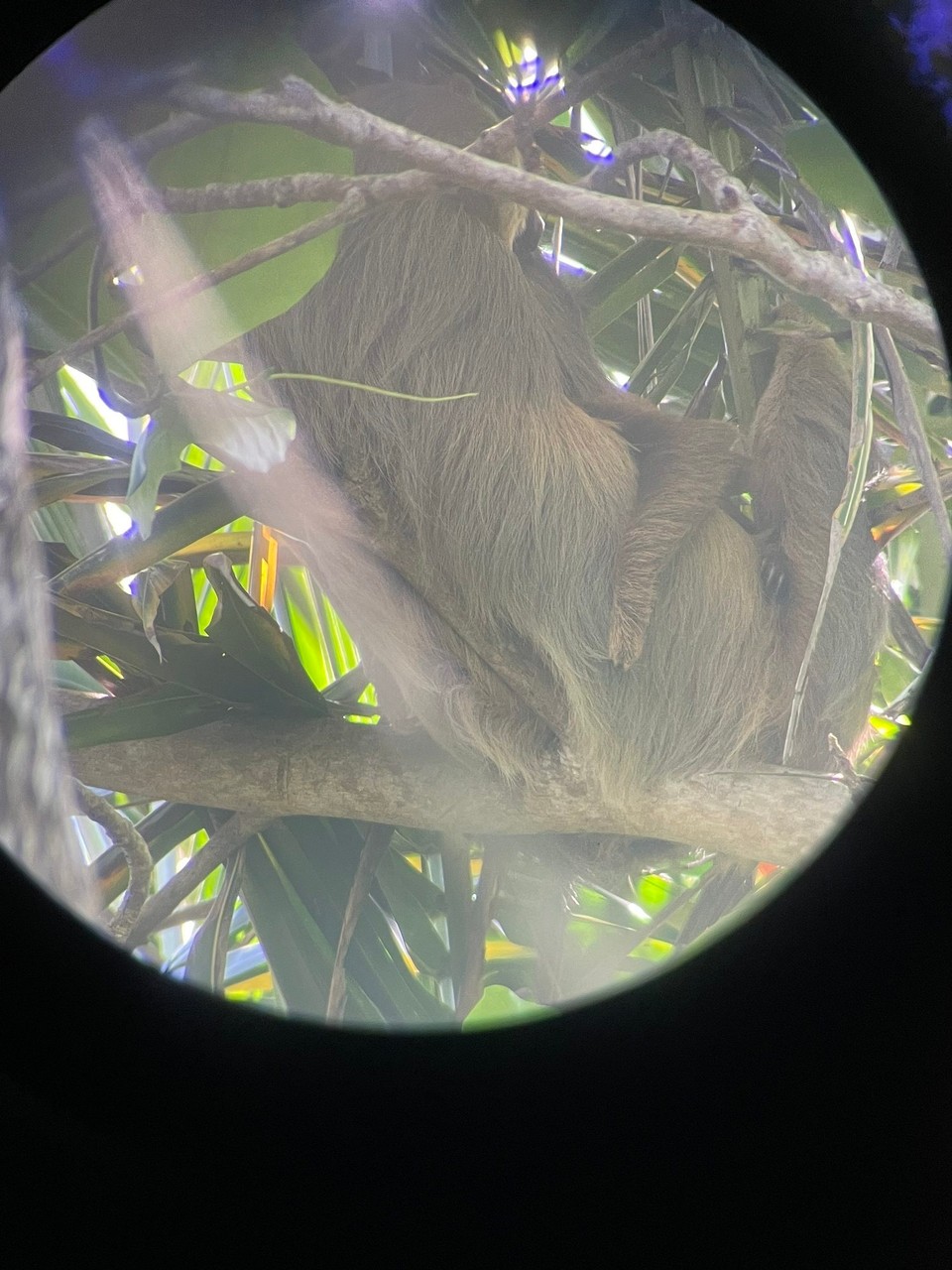 Costa Rica - Talamanca - 🦥