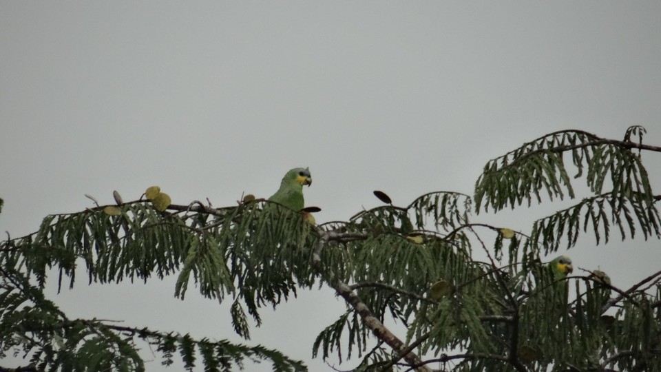 Ecuador - unbekannt - A green parott