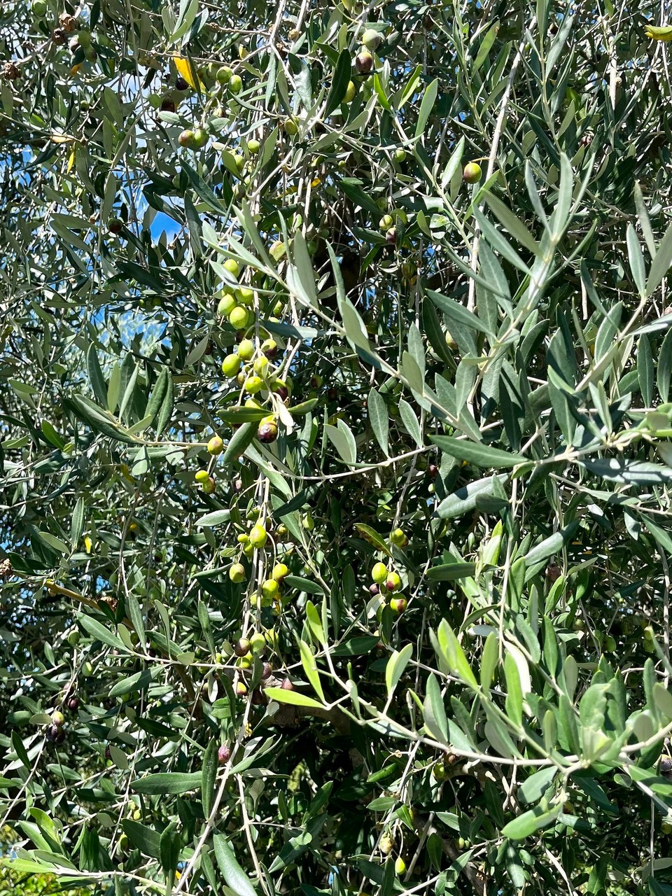 Kroatien - Vrsar - Oliven wohin das Auge blickt überall in Istrien