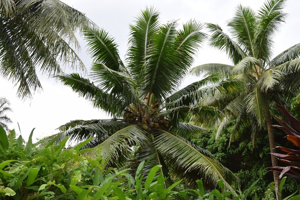 Cookinseln - Rarotonga - Kokospalmen, hier auch "Baum des Lebens" genannt, gibt es auf Rarotonga wahrscheinlich mehr als es Einwohner gibt :)