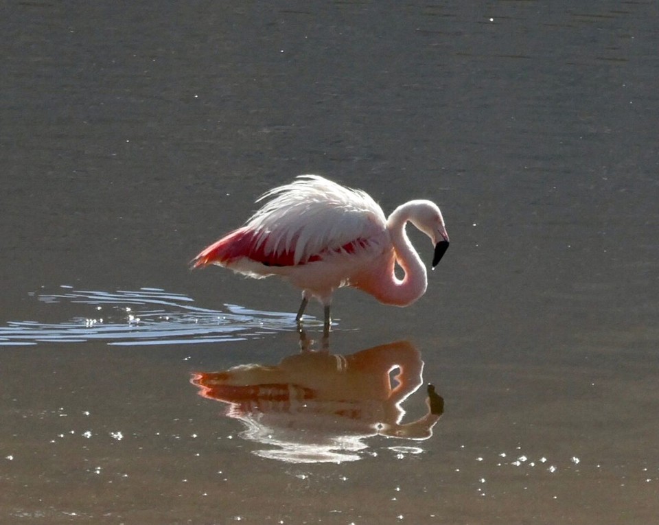 Chile - Atacama Desert - Chilean flamingo