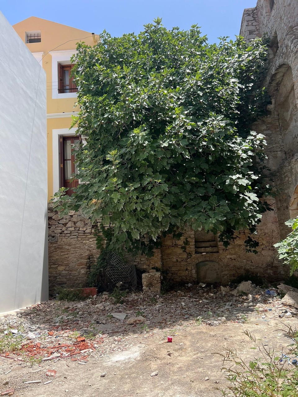Griechenland - Symi - Ein großer Feigenbaum