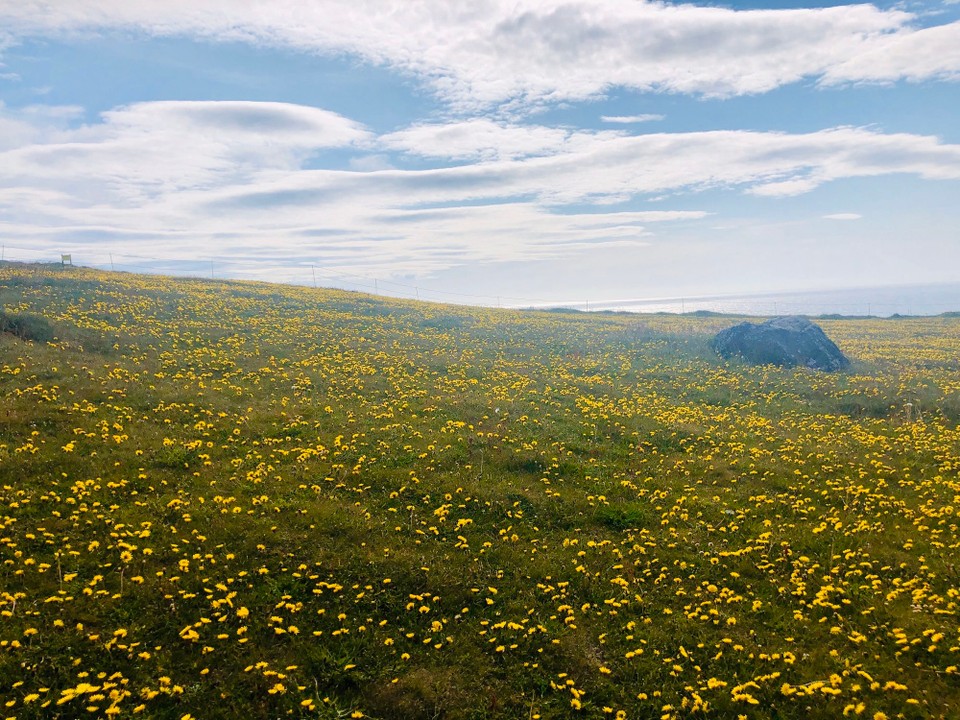 Island -  - Der Camper ist parkiert und wir  beginnen mit der Eroberung des äussersten Westens Europas😀👍 Wer hätte gedacht, dass es sich dabei um eine so schöne Blümchenwiese handelt?! 🌼
