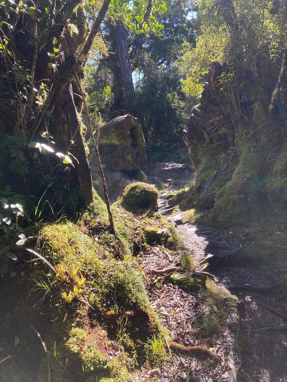Neuseeland - Westland National Park - Der kleine grüne Gugelhupf qualmt erstmal eine 😅