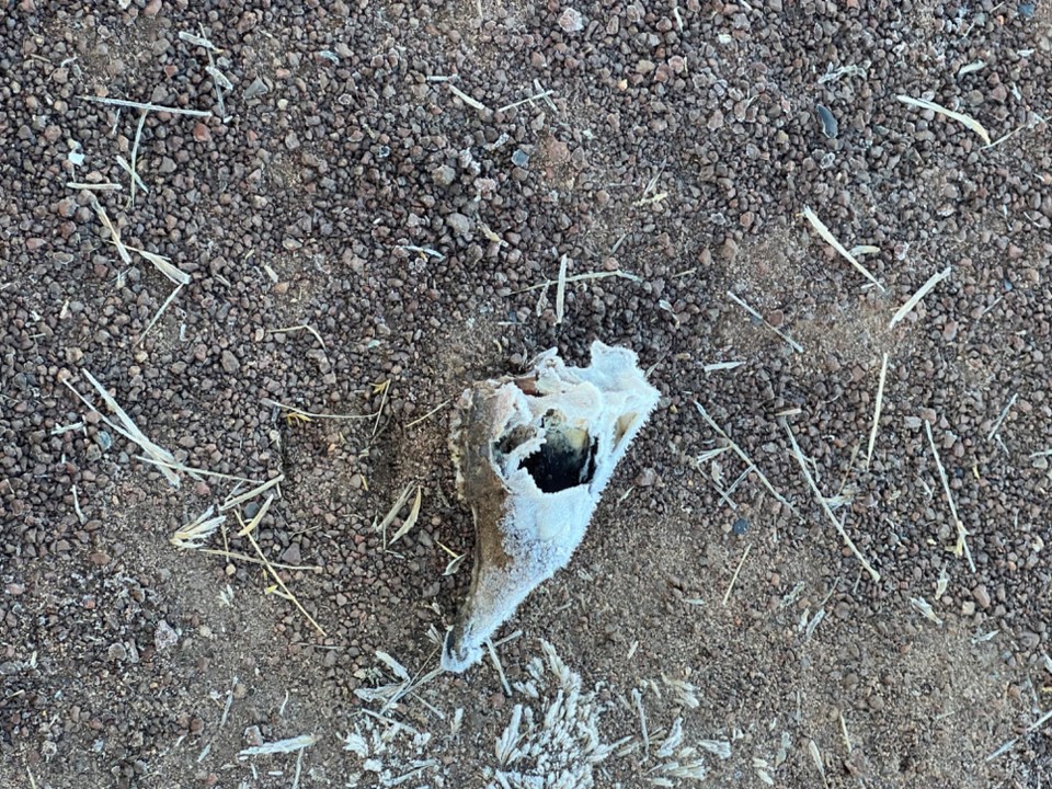 Chile - Atacama Desert - Viscera skull