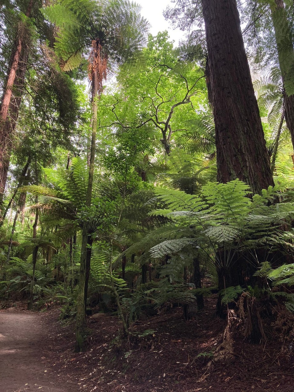 Neuseeland - Rotorua - 