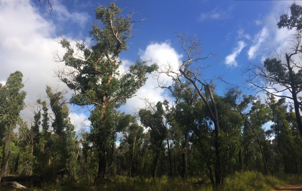 Australia -  - The vegetation was growing very close to the branches - I assume the ends of the branches were burnt out. 