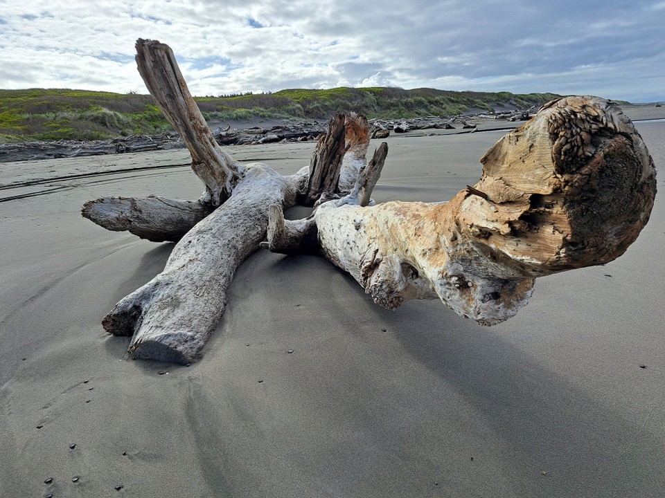 Neuseeland - Bulls - Viel Holz dem Strand entlang 