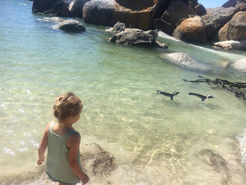Südafrika - Kapstadt - boulders beach 