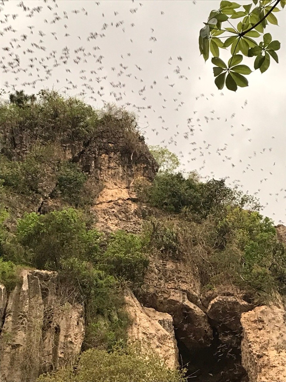 Cambodia - Battambang - Bat cave and mass exodus