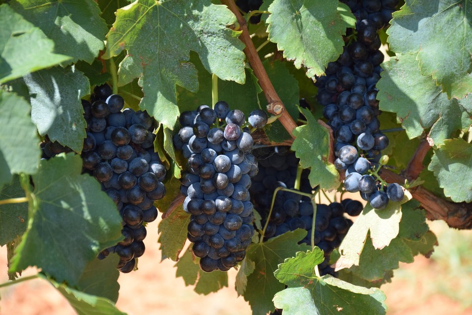 Australien - Hunter Valley - 