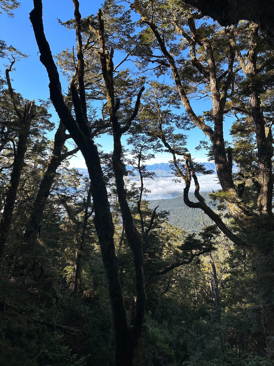 Neuseeland - Te Anau - 