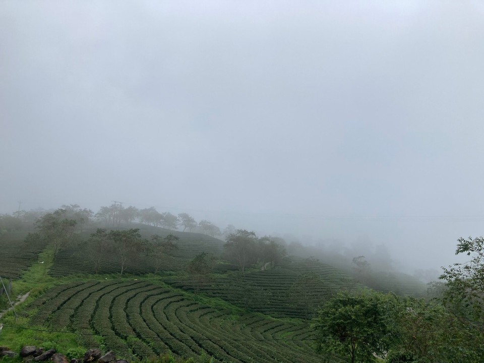 Vietnam - Sa Pa - Etwas schlechte Sicht, aber die Teeplantage ist trotzdem schön 😀