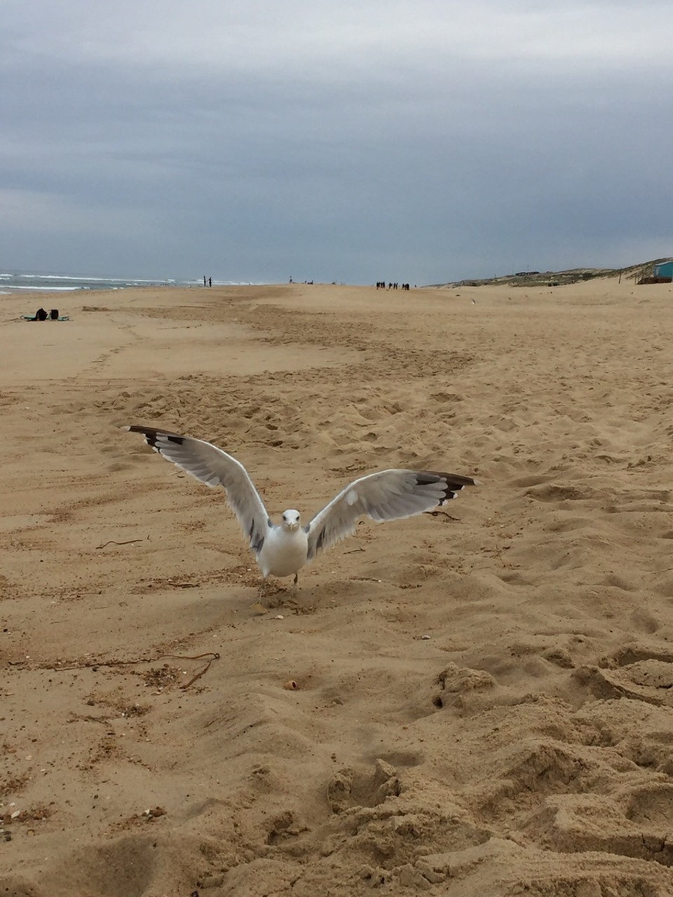 Frankreich - Vieux-Boucau-les-Bains - Der Angriff der Killer-Möve...