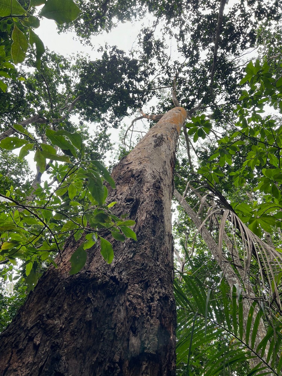 Tansania -  - Eukalyptus 